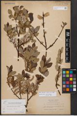 Salix bicolor Ehrh. ex Willd.